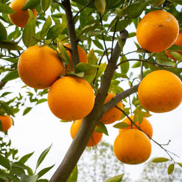 Moro Blood Orange Tree Form