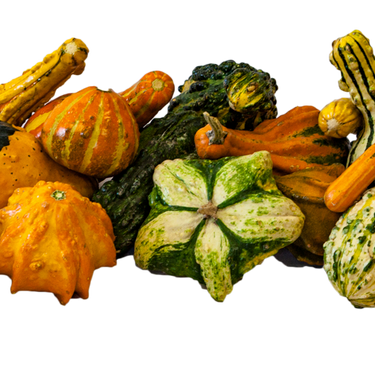 Ornamental Gourd Assorted