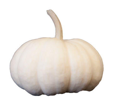 White Mini Pumpkin