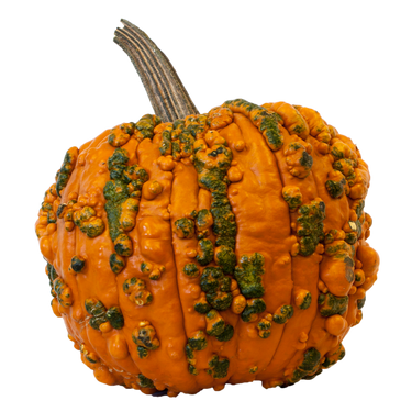 Knucklehead Pumpkin