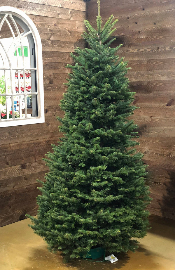 Noble Fir Cut Christmas Tree