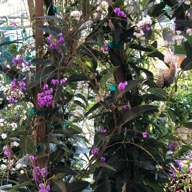 Happy Wanderer Purple Lilac Vine