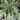 Chlorophytum Reverse Spider Plant
