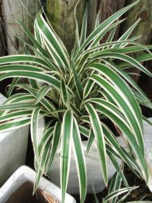 Chlorophytum Reverse Spider Plant