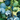 Jewel Blueberry