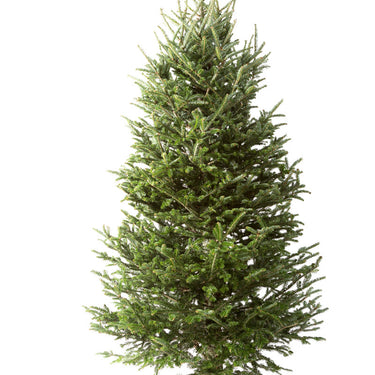 Fraser Fir Cut Christmas Tree