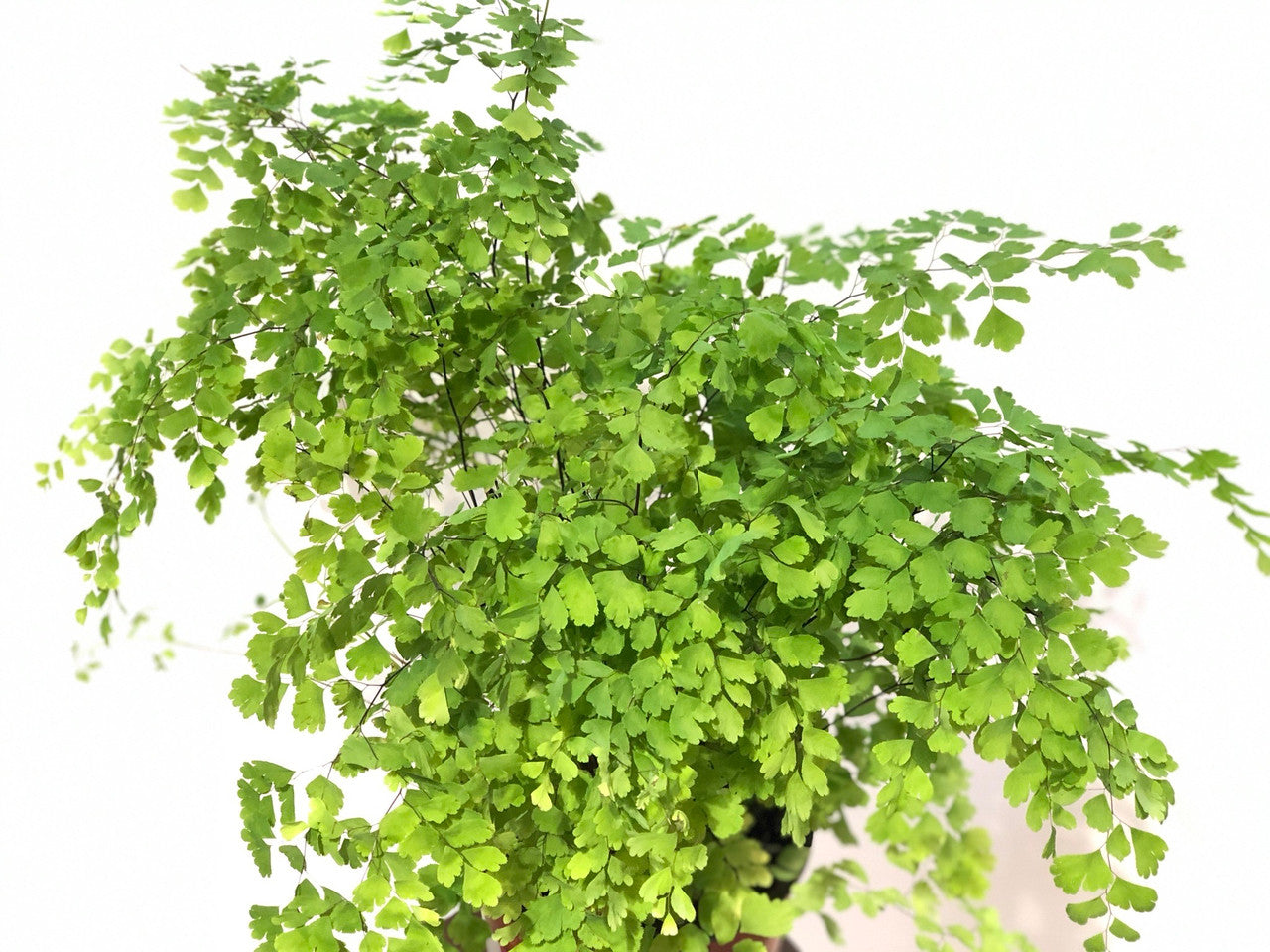 Adiantum tenerum – Armstrong Garden Centers