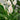 Peace Lily