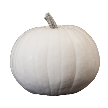 White Blanco Carving Pumpkin