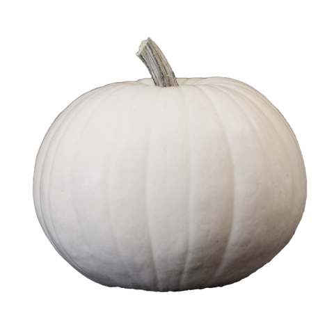 White Carving Pumpkin