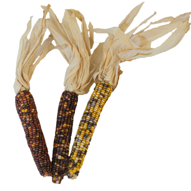 Fiesta Indian Corn - Large 3/bundle