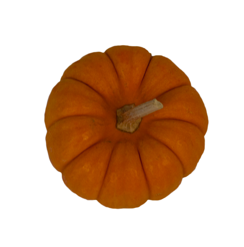 Orange Mini Pumpkin