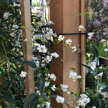 White Out Lilac Vine