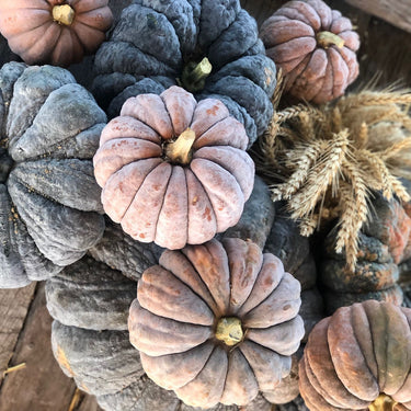 Mini Asian Heirloom Pumpkins