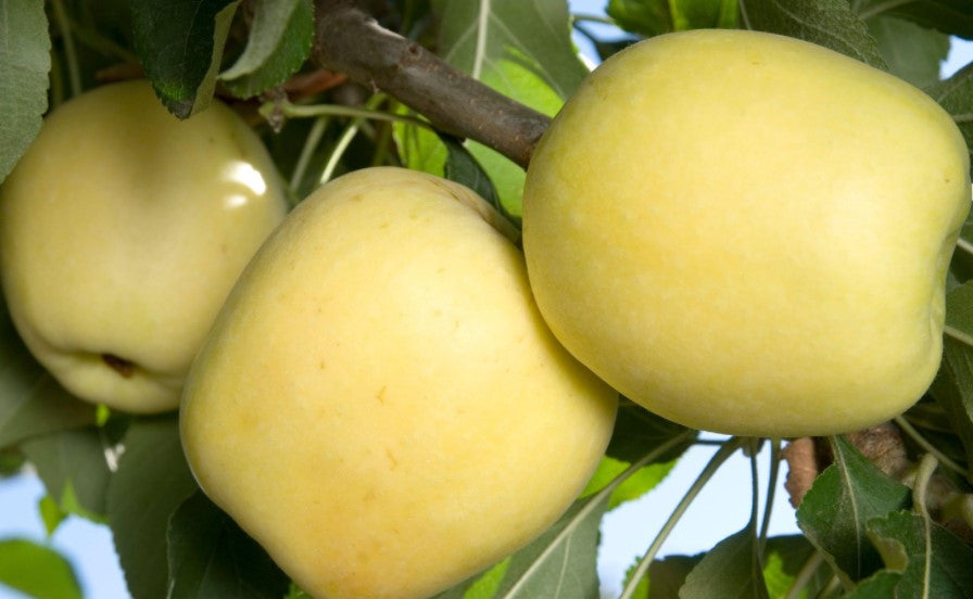 Dorsett Golden Apple