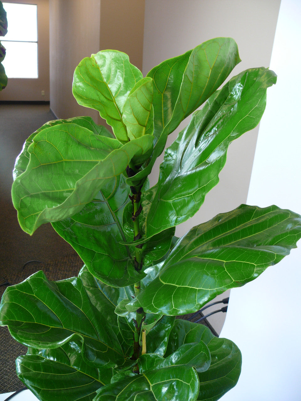 Fiddle Leaf Fig - Thumbnail 4