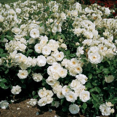 Iceberg Rose