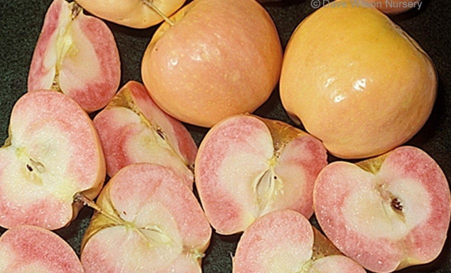 Pink Pearl Apple
