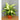Camille Dieffenbachia
