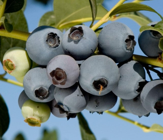 O'Neal Blueberry