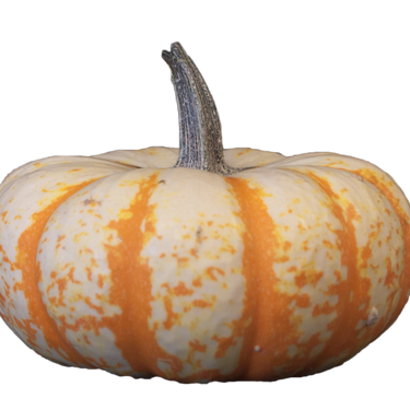 Tiger Stripe Mini Pumpkin
