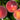 Eva's Pride Peach (Semi-Dwarf)