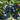Emerald Blueberry