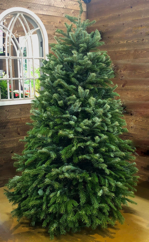 Nordman Fir Cut Christmas Tree