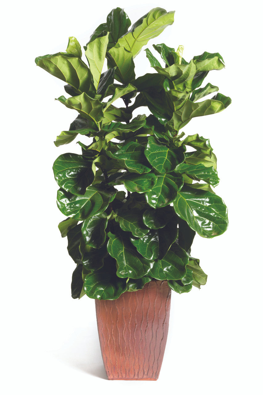 Fiddle Leaf Fig