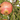 Sweet Pomegranate