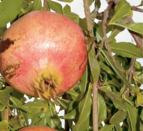 Sweet Pomegranate