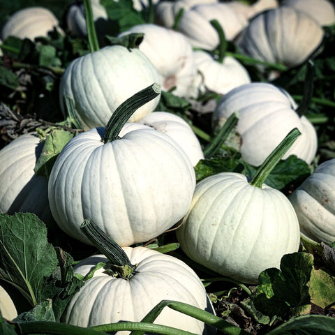 White Carving Pumpkin