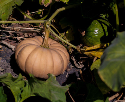 Mini Fairytale Pumpkin