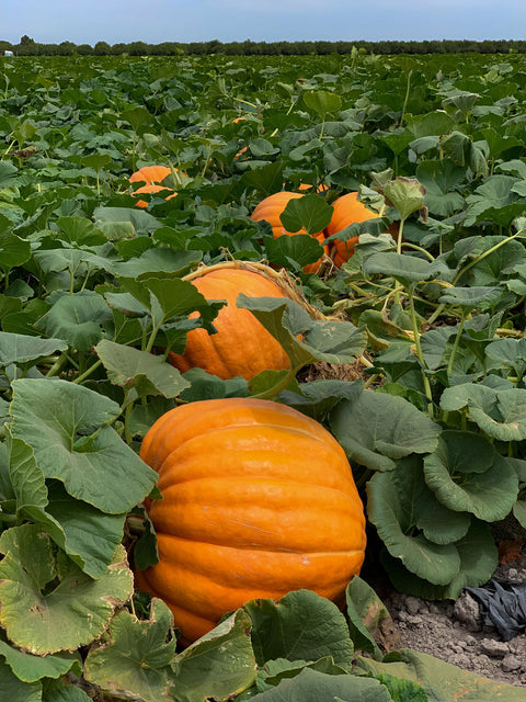 Orange Big Mac Pumpkin