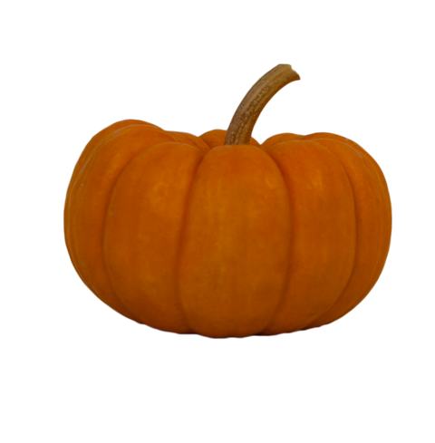 Orange Mini Pumpkin