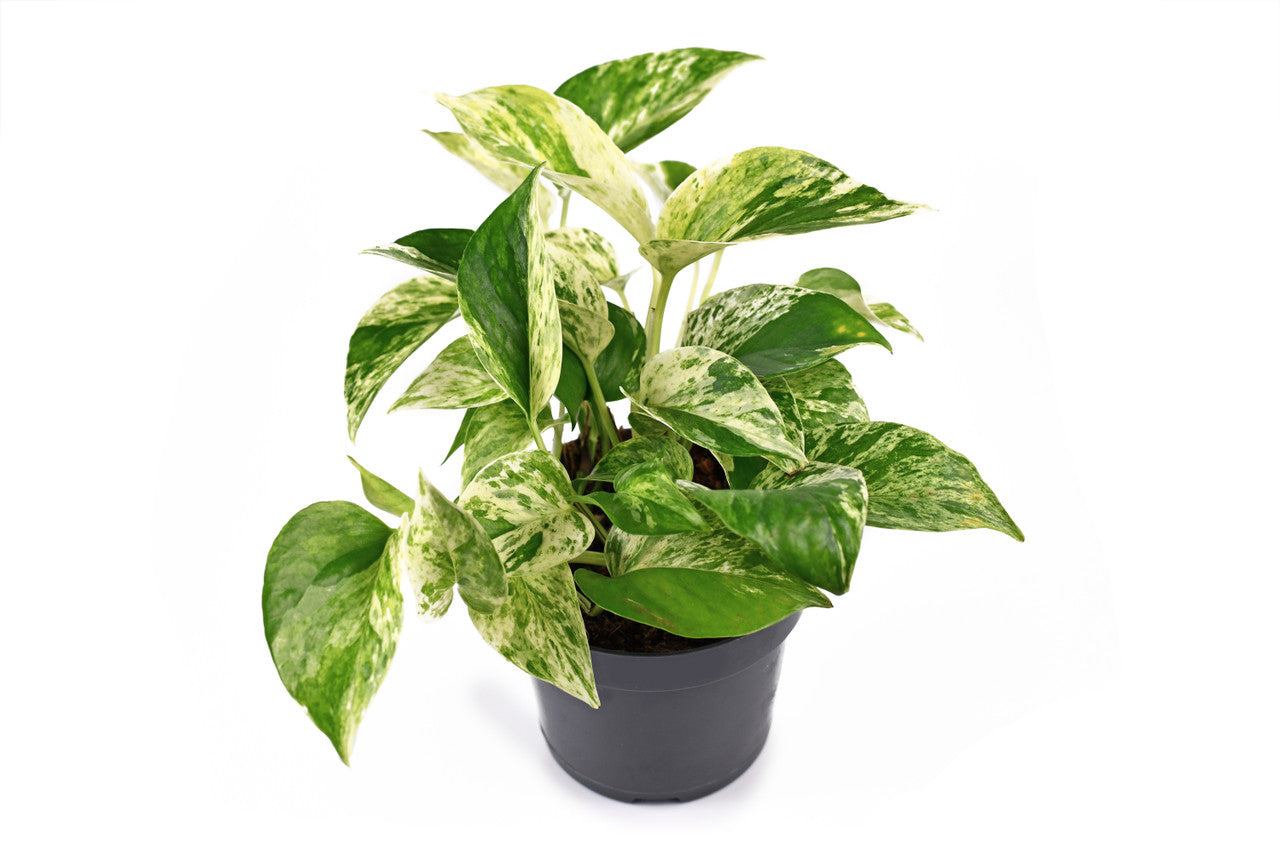 Marble Queen Golden Pothos