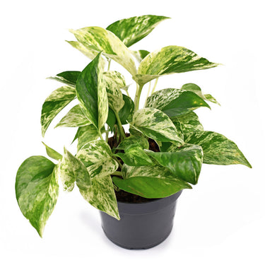 Marble Queen Golden Pothos