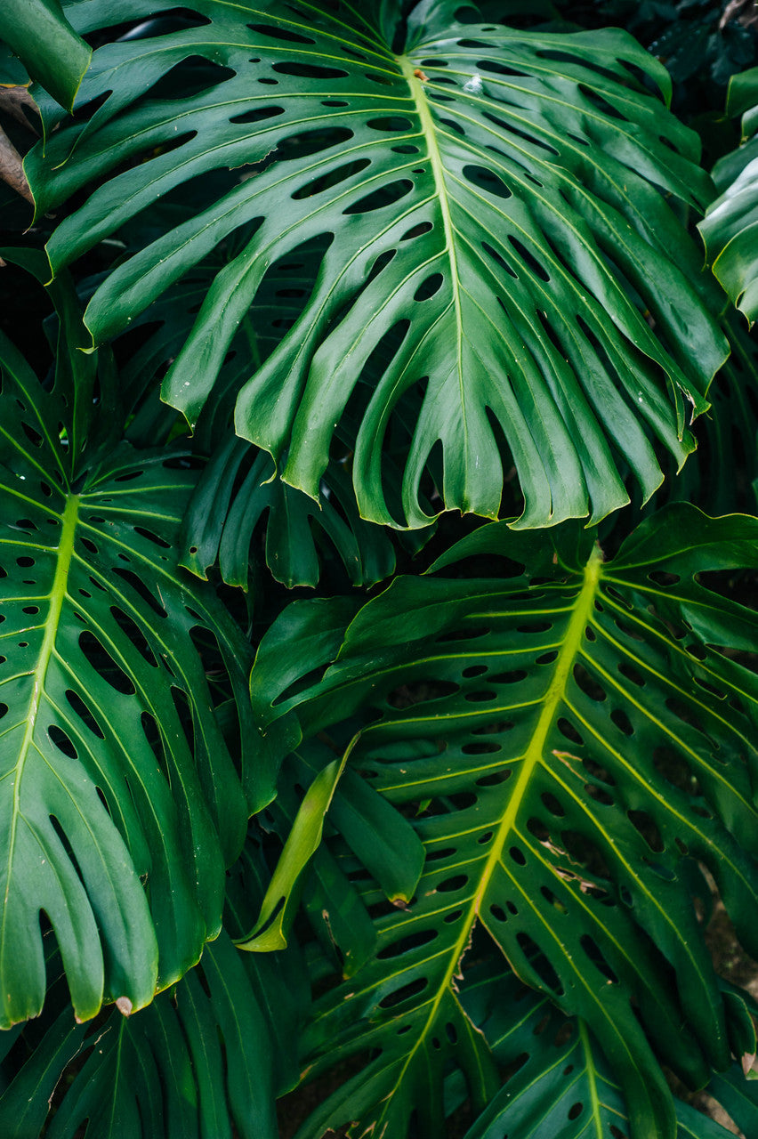 Monstera Deliciosa - Thumbnail 2