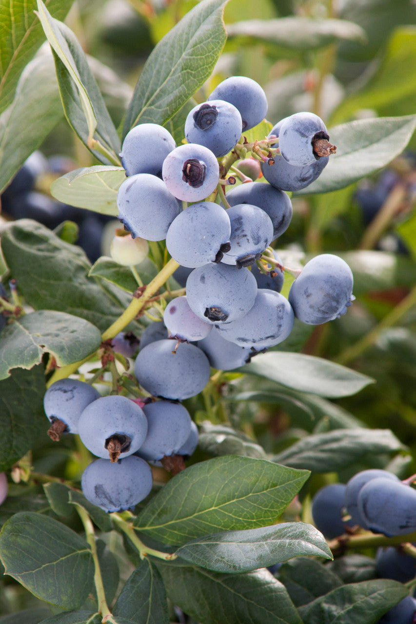 Southmoon Blueberry