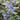 Southmoon Blueberry