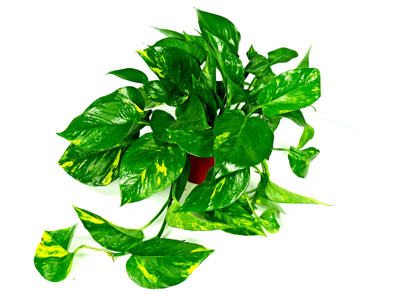 Pothos Golden Hawaiian