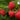 Baba Red Raspberry