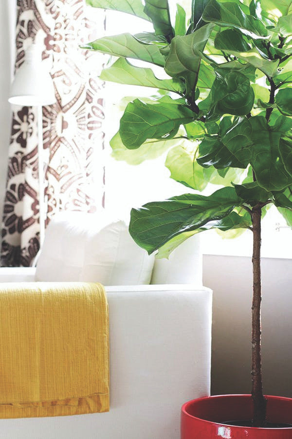 Fiddle Leaf Fig - Thumbnail 3