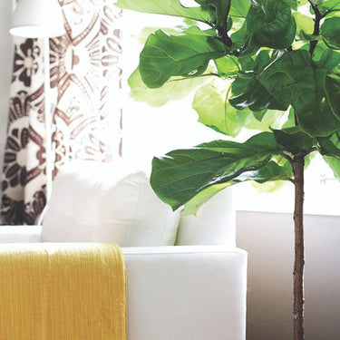 Fiddle Leaf Fig