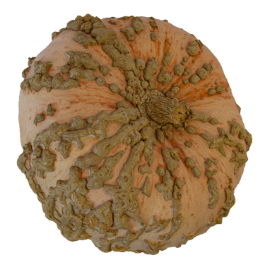 Autumn Colour Pumpkin Assorted