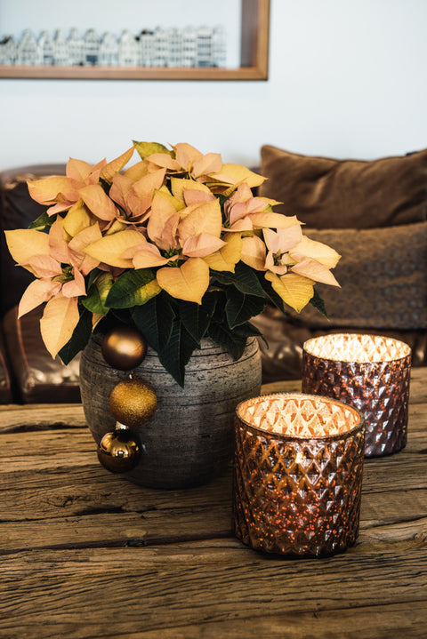 Poinsettia Autumn Leaves