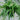 Chlorophytum Hawaiian Spider Plant