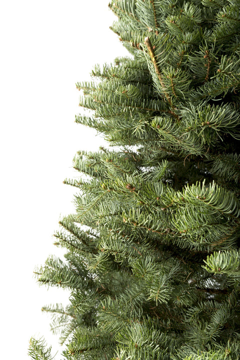 Noble Fir Cut Christmas Tree