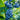 Biloxi Blueberry