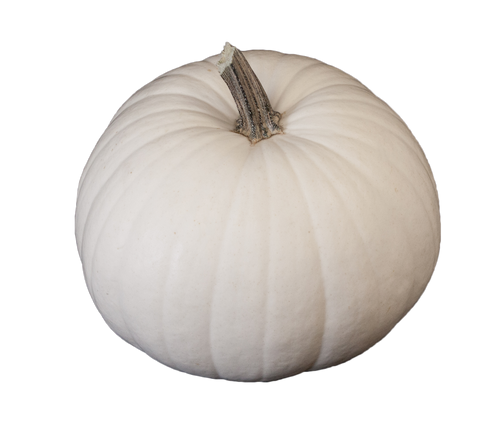 White Carving Pumpkin